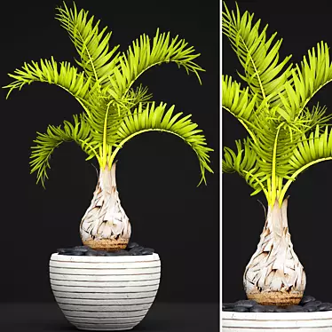 Hyophorbe Lagenicaulis: Exotic Palm Tree 3D model image 1 