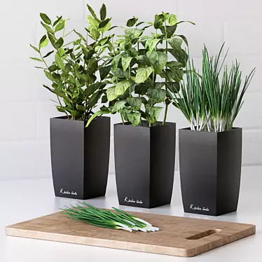 Plants for the kitchen