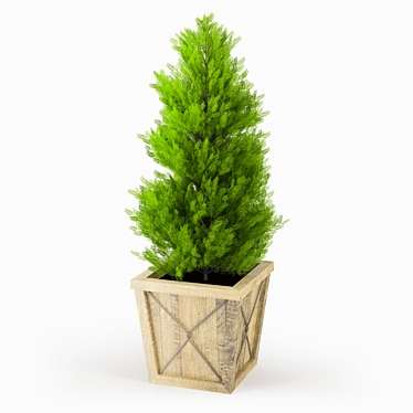 Realistic Thuja Tree 3D Model 3D model image 1 