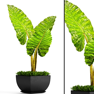 Exquisite Alocasia 4: A Botanical Beauty 3D model image 1 