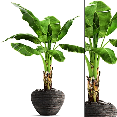 Tropical Delight: Banana Palm in Pot 3D model image 1 