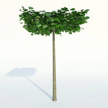 Large Leaf Lime Tree - Roof Form 3D model image 1 