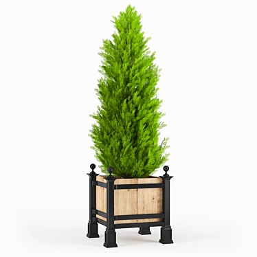 Thuja 3D Model with Textures 3D model image 1 