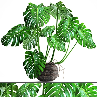 Luxury Monstera Plant 3D model image 1 