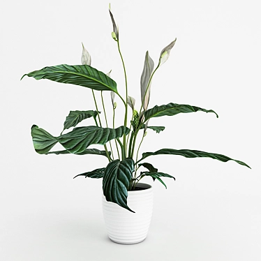 "Gorgeous Spathiphyllum: Blossom of Happiness 3D model image 1 