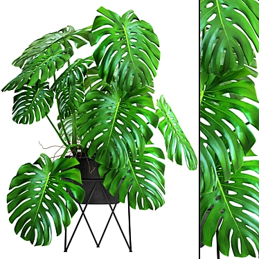 Tropical Delight: Monstera 2 3D model image 1 