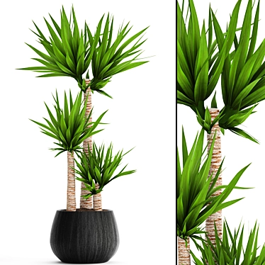 Decorative Yucca Plant Pot 3D model image 1 