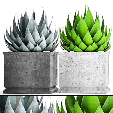 Agave Collection: Potted Plants 3D model image 1 