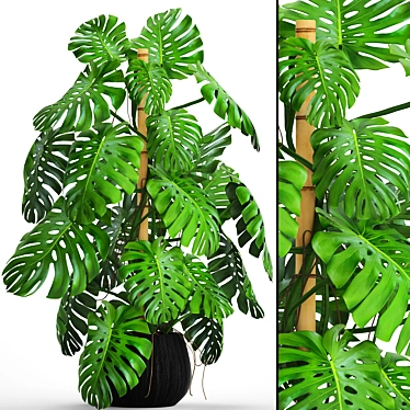 Lush Leaf Monstera 4 3D model image 1 