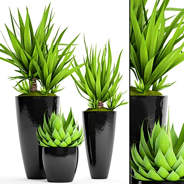 Tropical Plant Pot Collection 3D model image 1 