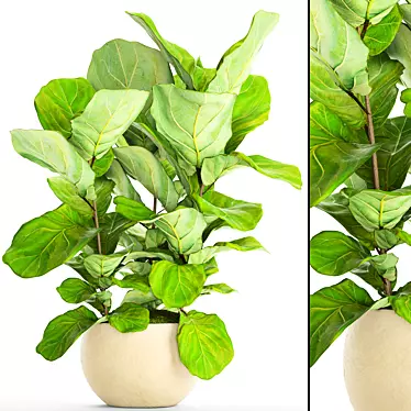 Lyrata Ficus: Elegant and Green 3D model image 1 