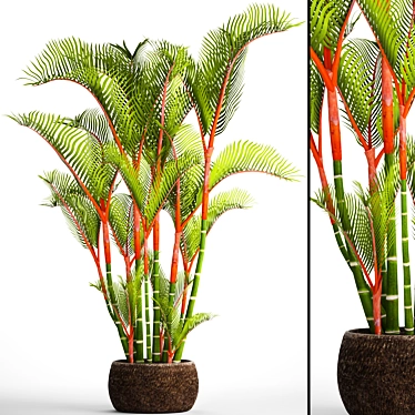 Vibrant Red Palm Tree 3D model image 1 