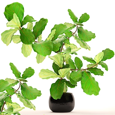 Lyrical Ficus: Stunning Indoor Beauty 3D model image 1 