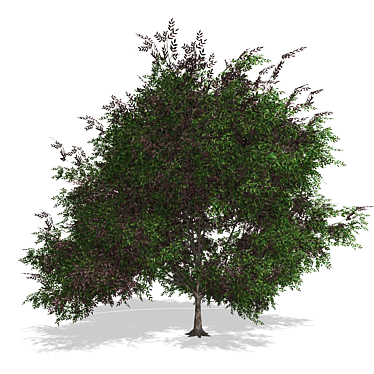 Realistic 3D Tree Model 3D model image 1 