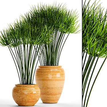 Indoor Collection: 66 Potted Cyperus Alternifolius 3D model image 1 