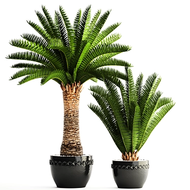 Lush Palm Collection: Phoenix Canariensis 3D model image 1 