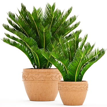 Cycas Collection: Stunning Potted Plants 3D model image 1 