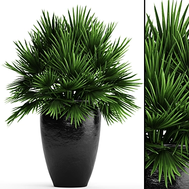 Hardy Chamaerops Palm: Exotic Elegance 3D model image 1 