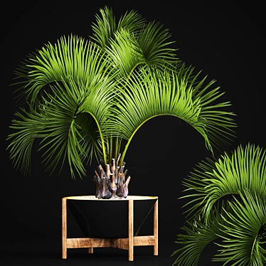 Exotic Butia Palm Tree 3D model image 1 
