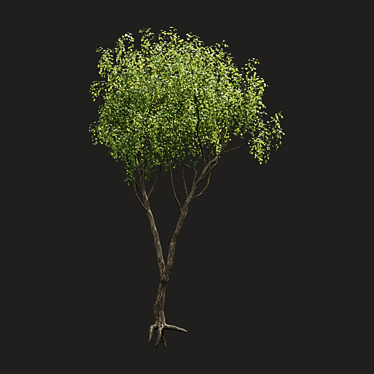 Summertime Tree Essence 3D model image 1 