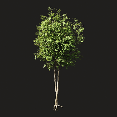 Summer Bliss: Exquisite Generic Tree 3D model image 1 