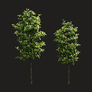 Summer Tree Set: Perfect for Closeups 3D model image 1 