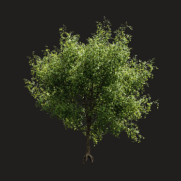 Optimized Tree Model for Summer 3D model image 1 