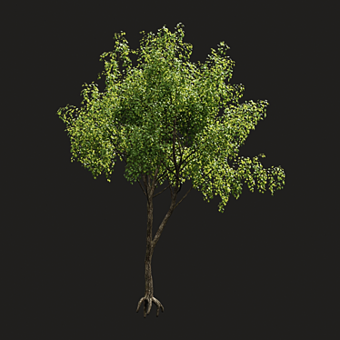 Summer Tree Model: High-Quality & Versatile 3D model image 1 