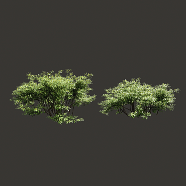 Lush Summer Foliage Duo 3D model image 1 