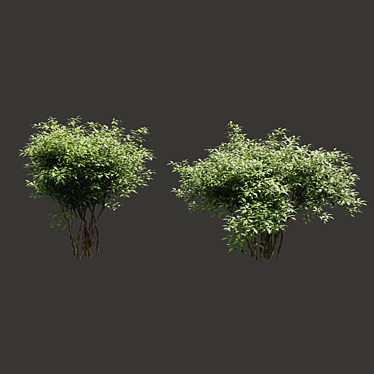 Sunny Shrubs for Scenic Hedges 3D model image 1 