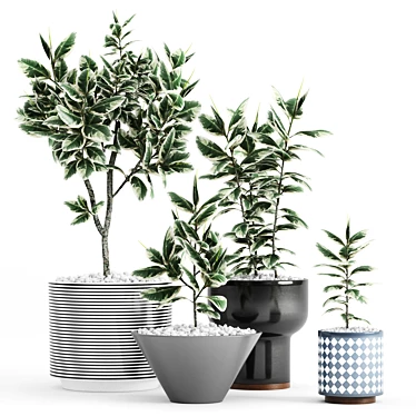 Variegated Ficus in Stylish Planters 3D model image 1 
