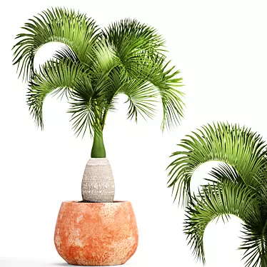 Rare Bottle Palm Tree 3D model image 1 