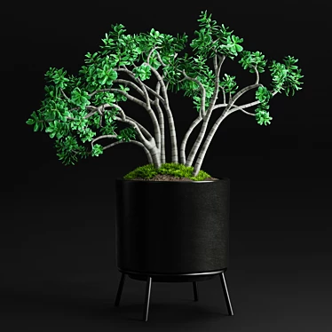 Case Study Planter - Jade Plant 3D model image 1 