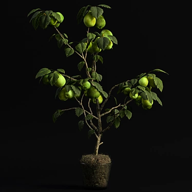 Tiny Pear Tree Miniature with Realistic Detail 3D model image 1 