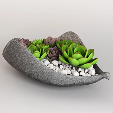 Bowl with Echeveria