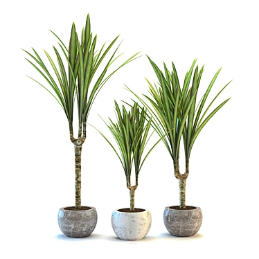 Fringed Dracaena: Exotic Leafy Beauty 3D model image 1 