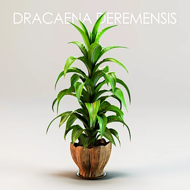 Fragrant Dracaena Plant in Pot 3D model image 1 