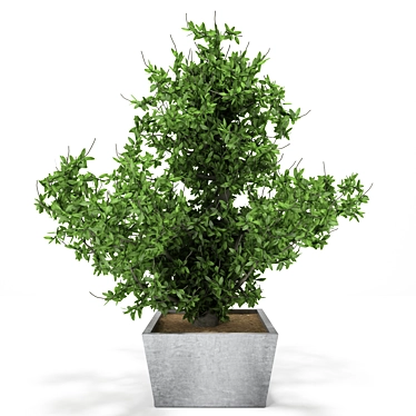 Exquisite Plant Decor for Chic Spaces. 3D model image 1 