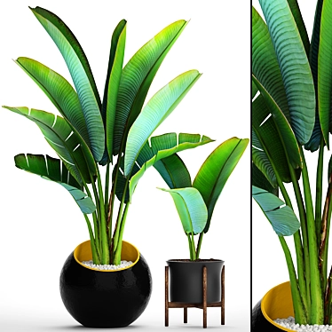  Exotic Ravenala Collection: 79 Plants 3D model image 1 