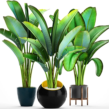 Exotic Plant Collection: Ravenala 3D model image 1 