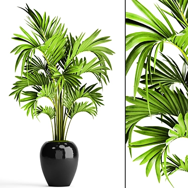 Exquisite Howea Palm: Forsteriana 3D model image 1 