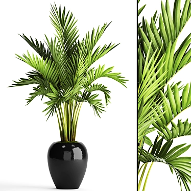 Kentia Palm: Elegant and Easy 3D model image 1 