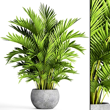 Title: Exquisite Howea Forsteriana Palms 3D model image 1 