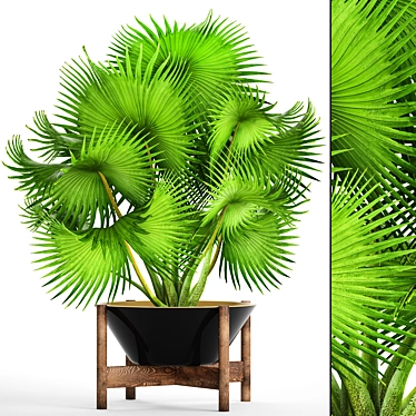 Exotic Palm Tree - Brahea Edulis 3D model image 1 