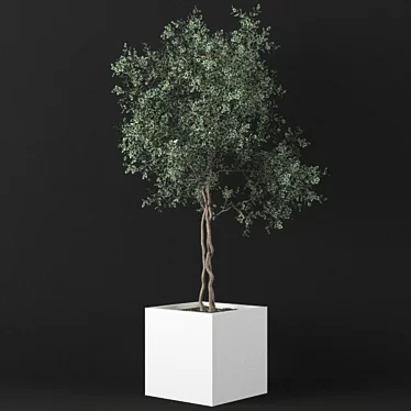 Big Ficus Benjamin Tree 3D model image 1 