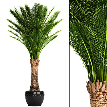 Exquisite Date Palm Tree 3D model image 1 