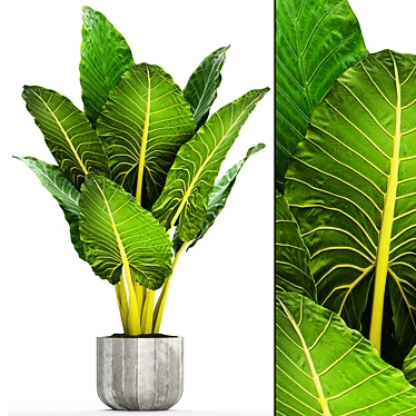 Giant Alocasia: Majestic Leafy Beauty 3D model image 1 