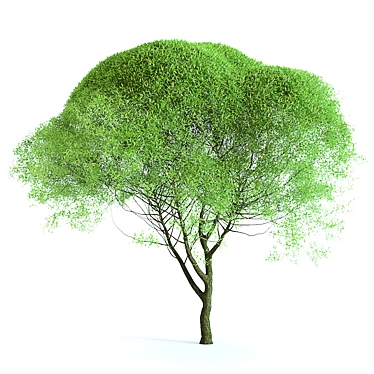 Title: Iva Spheroidal: Versatile Tree for Construction and Agriculture 3D model image 1 