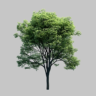 Evergreen Beauty: Stunning Russian Tree 3D model image 1 