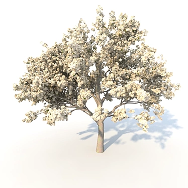 Blooming Pear Tree 3D model image 1 